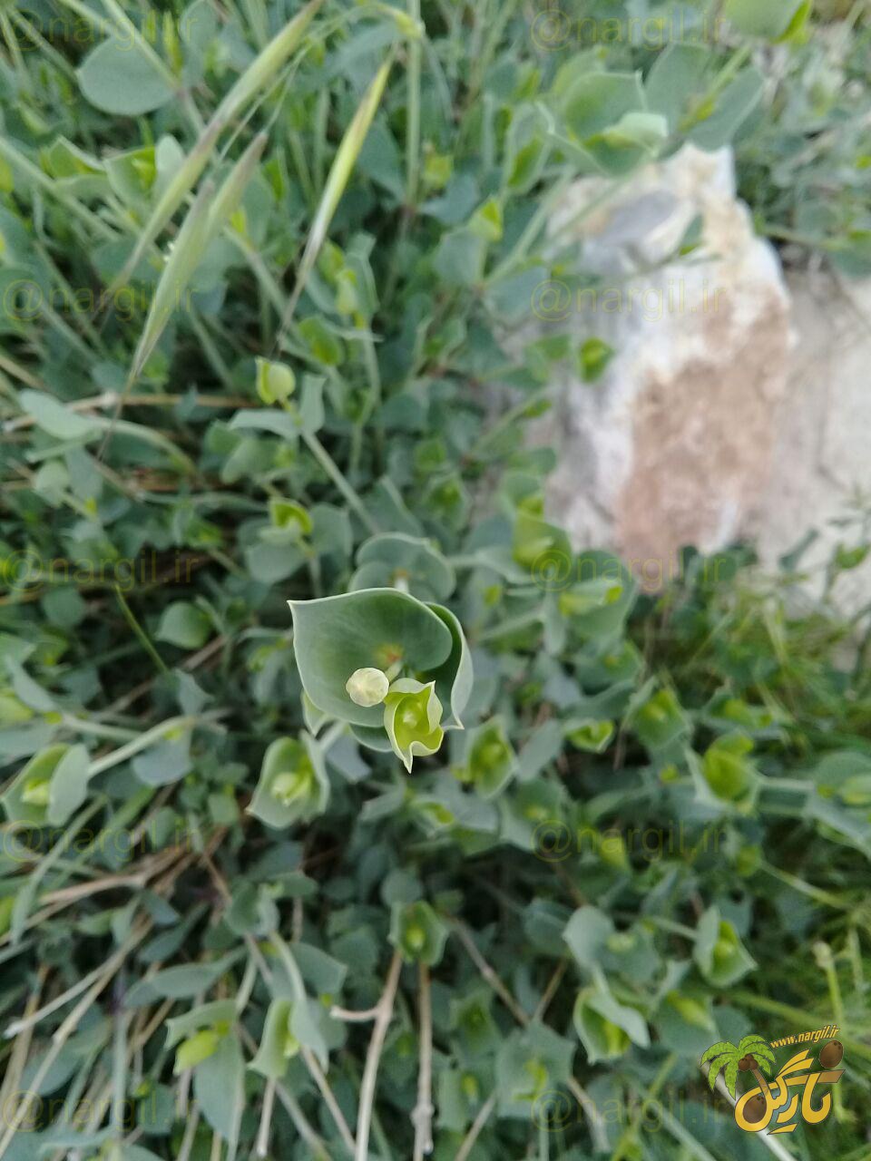 گوش خرگوش - معرفی گیاهان بومی ایران